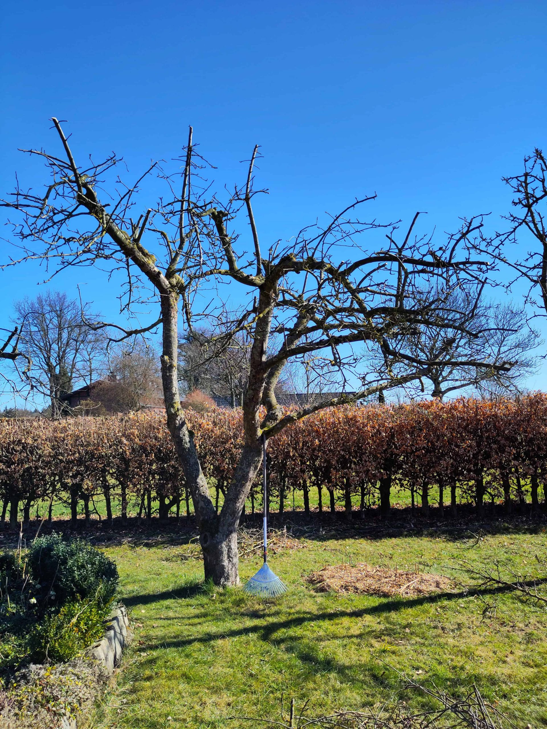 Alter Apfelbaum unmittelbar nach dem Baumschnitt